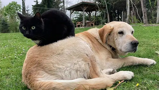 Düzce'den 800 tona yakın kedi köpek maması ihraç edildi