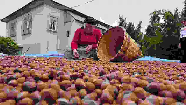 Düzce'den AB ülkelerine 5 bin 291 ton fındık ihraç edildi