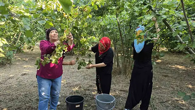Ovalarında kadınların imece usulü fındık mesaisi başladı