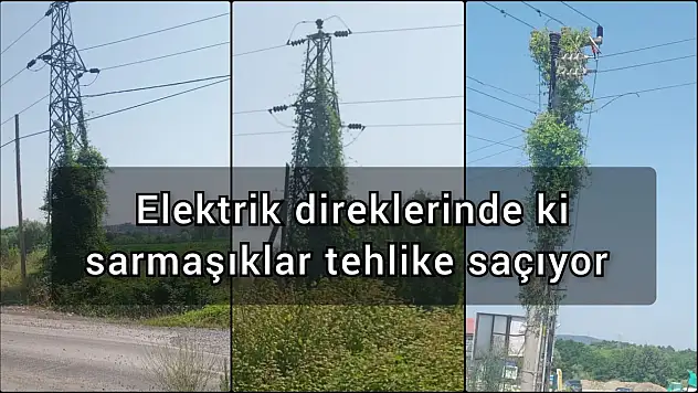 Elektrik direklerinde ki sarmaşıklar tehlike saçıyor