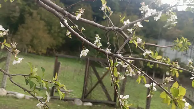 Erik ağacı ekim ayında çiçek açtı