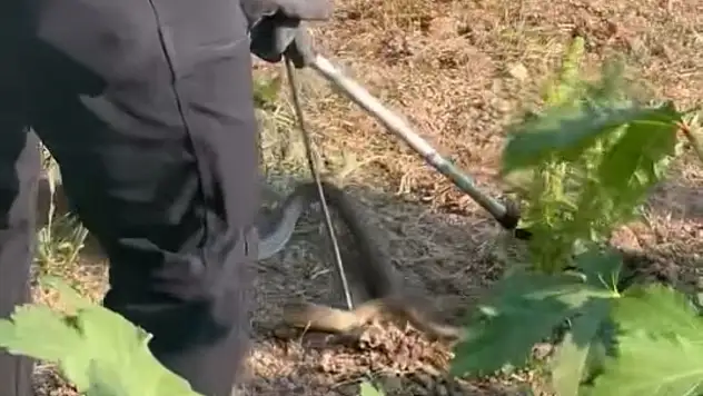 Evin bahçesinde korkutan yılanı itfaiye yakaladı