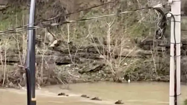 Filyos Çayı'nı yüzerek geçen yaban domuzları kamerada