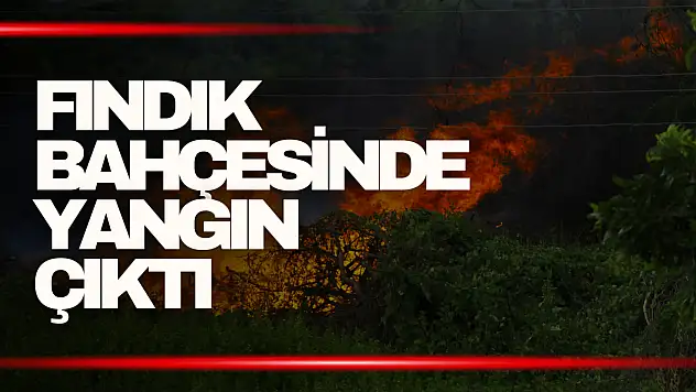 Fındık bahçesinde yangın!