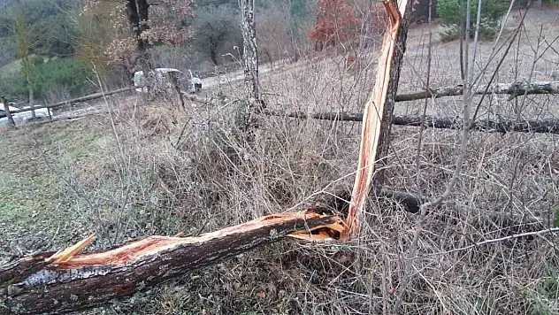 Fırtına ortalığı birbirine kattı, onlarca ağaç devrildi