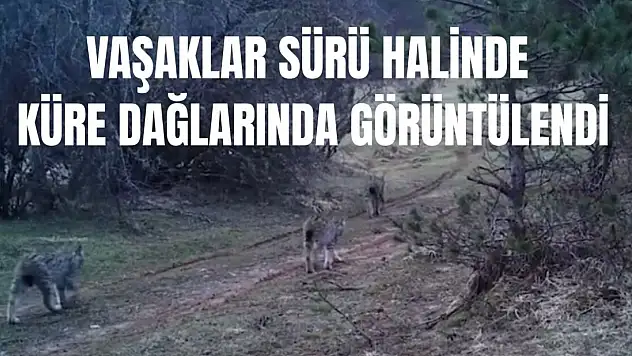 Fotokapanlar görev başında