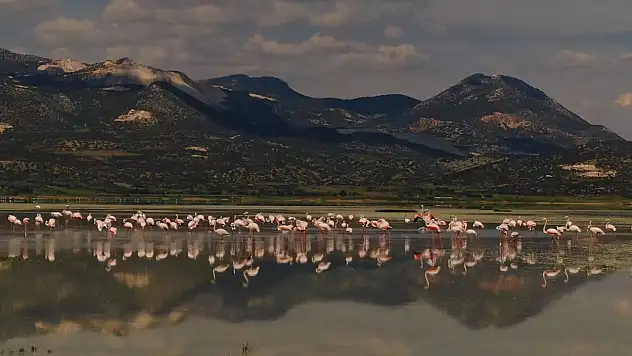 Göle gelen binlerce flamingo renkli görüntüler oluşturdu