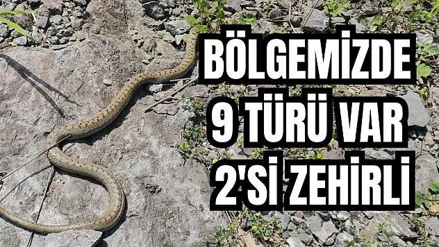 Görülmeye başlandılar