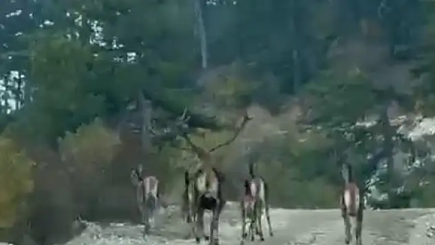 Göynük'te geyik sürüsü kameraya yansıdı