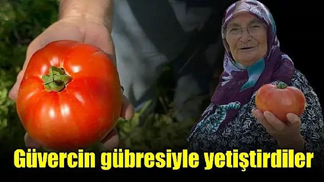 Güvercin gübresiyle domates yetiştirdiler