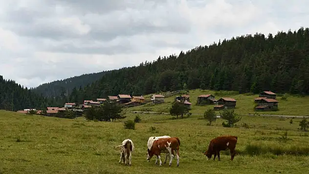 Güzelliğiyle mest eden Kastamonu yaylaları hayvancıların en büyük geçim kaynağı