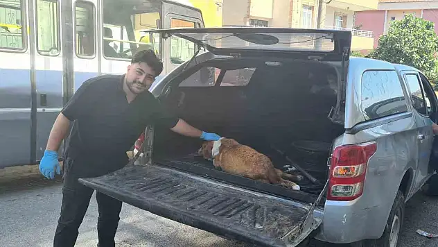 Hamile köpeği tanımadıkları evin önüne terk edip kaçtılar