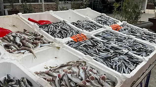 Hamsi yeniden tezgahlarda, 200 liradan alıcı buluyor