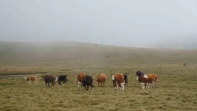 Yaylalar onların geçim kaynağı