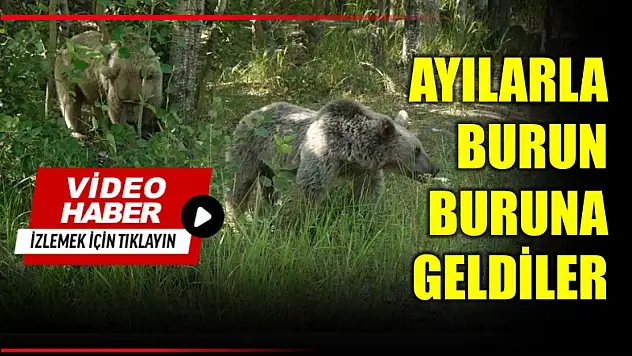 Ayılarla burun buruna geldiler