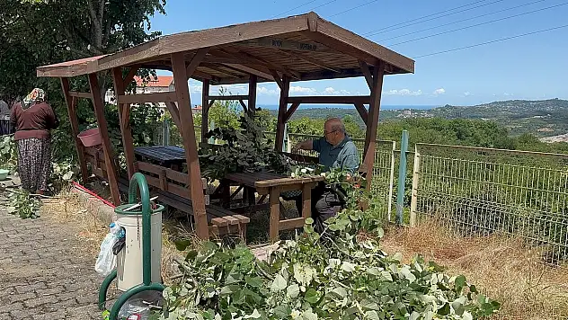 Ihlamur ağaçlarında 'mis kokulu' hasat başladı