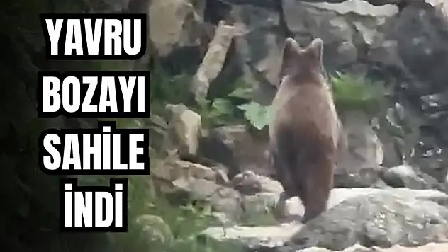 İlginç anlar kamerada