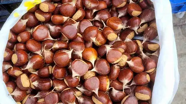 Kestane pazara indi: Kilogramı 400 liradan satılıyor