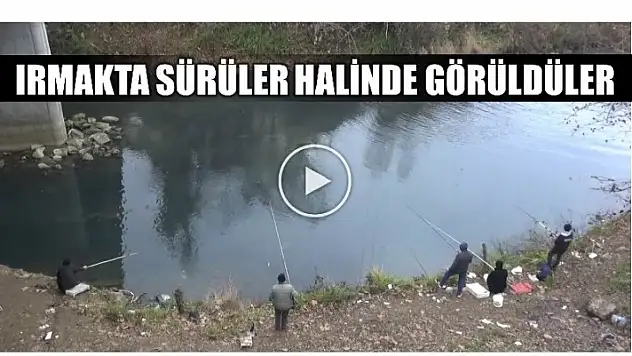 IRMAKTA SÜRÜLER HALİNDE GÖRÜLDÜLER