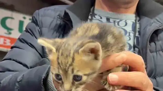İş yerinde sıkışan kediyi itfaiye kurtardı