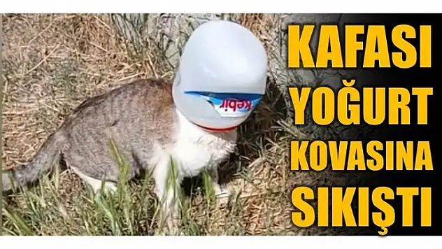 KAFASINA YOĞURT KOVASI SIKIŞTI
