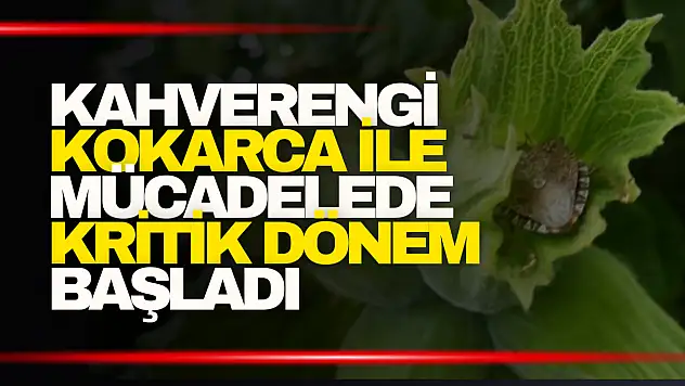 Kahverengi Kokarca ile Mücadelede Kritik Dönem Başladı