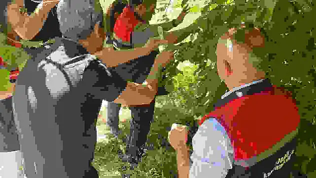 Kahverengi kokarca ile mücadelede samuray arıcıkları doğaya salındı