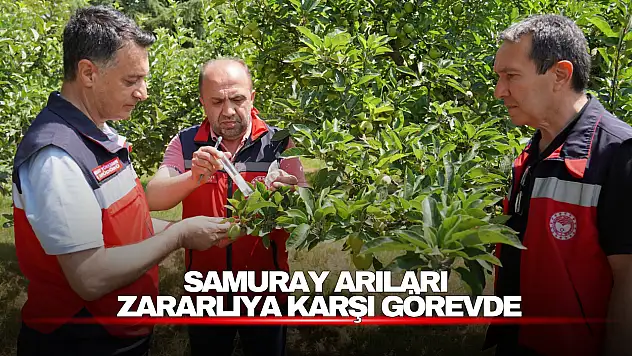 Kahverengi Kokarca'ya Biyolojik Mücadele