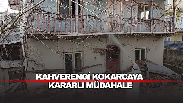 Kahverengi Kokarcaya Kararlı Müdahale