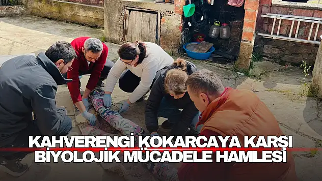 Kahverengi Kokarcaya Karşı Biyolojik Mücadele Hamlesi