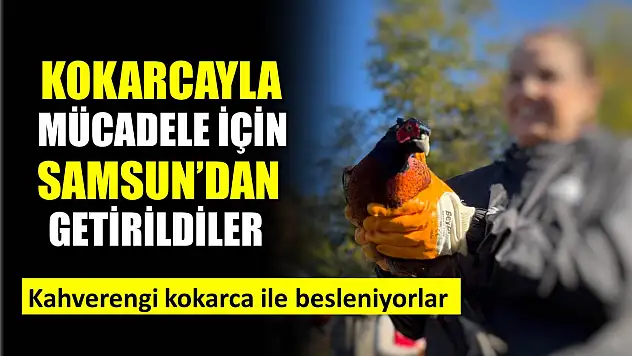 Kahverengi kokarcayla mücadele için üretildiler