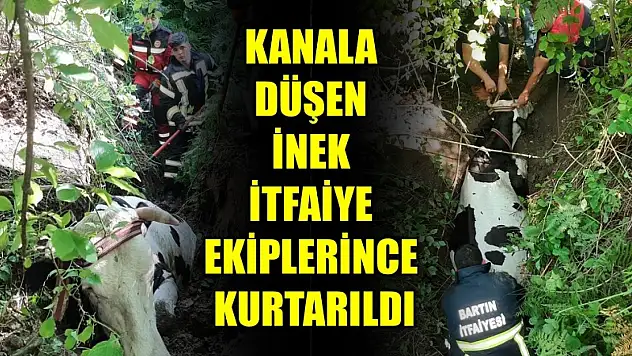 Kanala düşen inek kurtarıldı