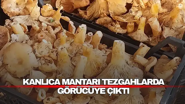 Vatandaşlardan yoğun ilgi