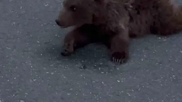 Kara yolundaki yaralı yavru ayı DKMP'ya teslim edildi