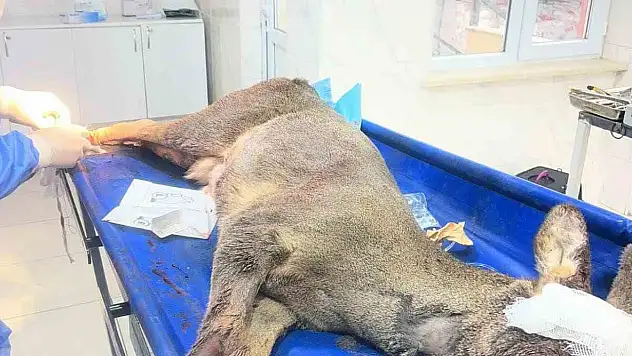 Karabük'te aracın çarptığı karaca ameliyat edildi