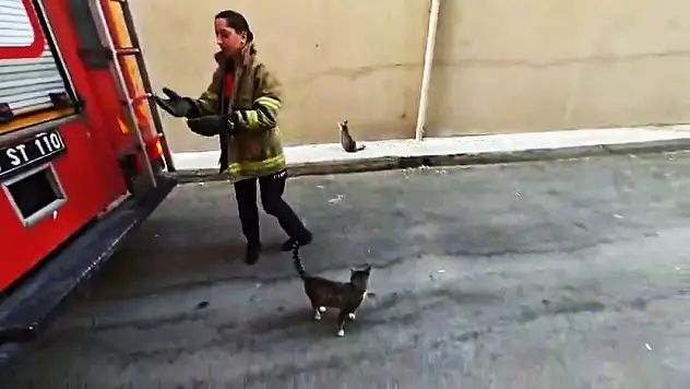 Karabük'te boş daire balkonunda mahsur kalan kedi kurtarıldı