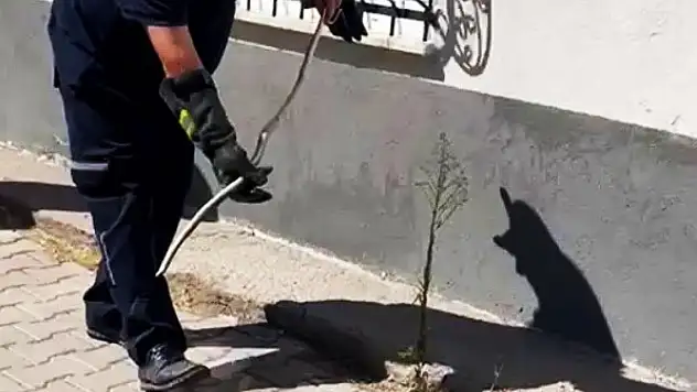 Karabük'te doğalgaz kutusuna giren yılan yakalandı