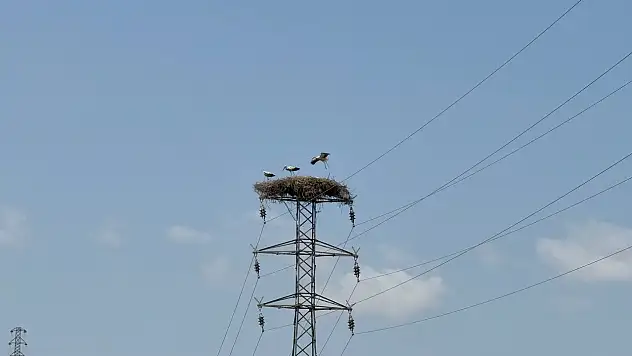 Karabük'te leylek sürüsü ve yuvaları dronla görüntülendi