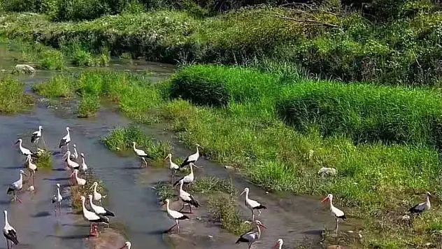 Karabük'te leylekler ve pelikan dronla görüntülendi