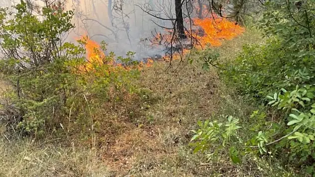 Karabük'te ormanlık alanda örtü yangını