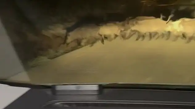Karabük'te yola çıkan domuz sürüsü ve tilki kamerada