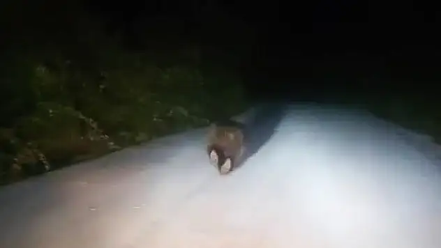 Karabük'te yolda koşan ayı kamerada