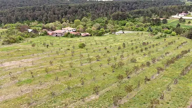 Kastamonu'da 5 bin 454 ton ceviz hasat edildi