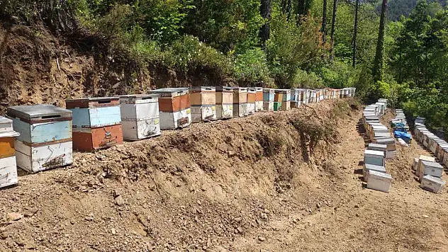 Kastamonu'da 56 arı kovanı zehirlendi: 1 milyona yakın arı telef oldu