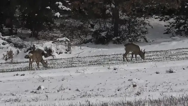 Kastamonu'da aç kalan karacalar, köylere inerek ekili arazilerde otladı
