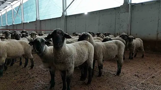 Kastamonu'da bilimsel çalışmalar meyvesini verdi: 55 koyun 100'ün üzerinde kuzu doğurdu
