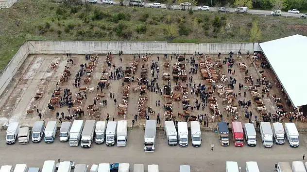 Canlı hayvan pazarları kapatıldı