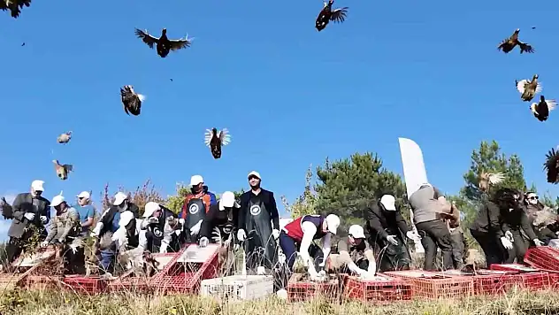 Kastamonu'da doğaya 900 sülün salındı