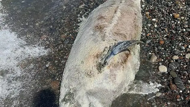 Kastamonu'da ölü yunus balığı karaya vurdu