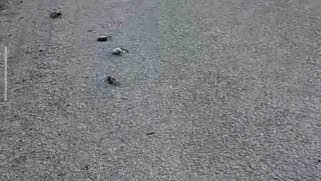 Kastamonu'da onlarca kuş yolda telef olmuş halde bulundu
